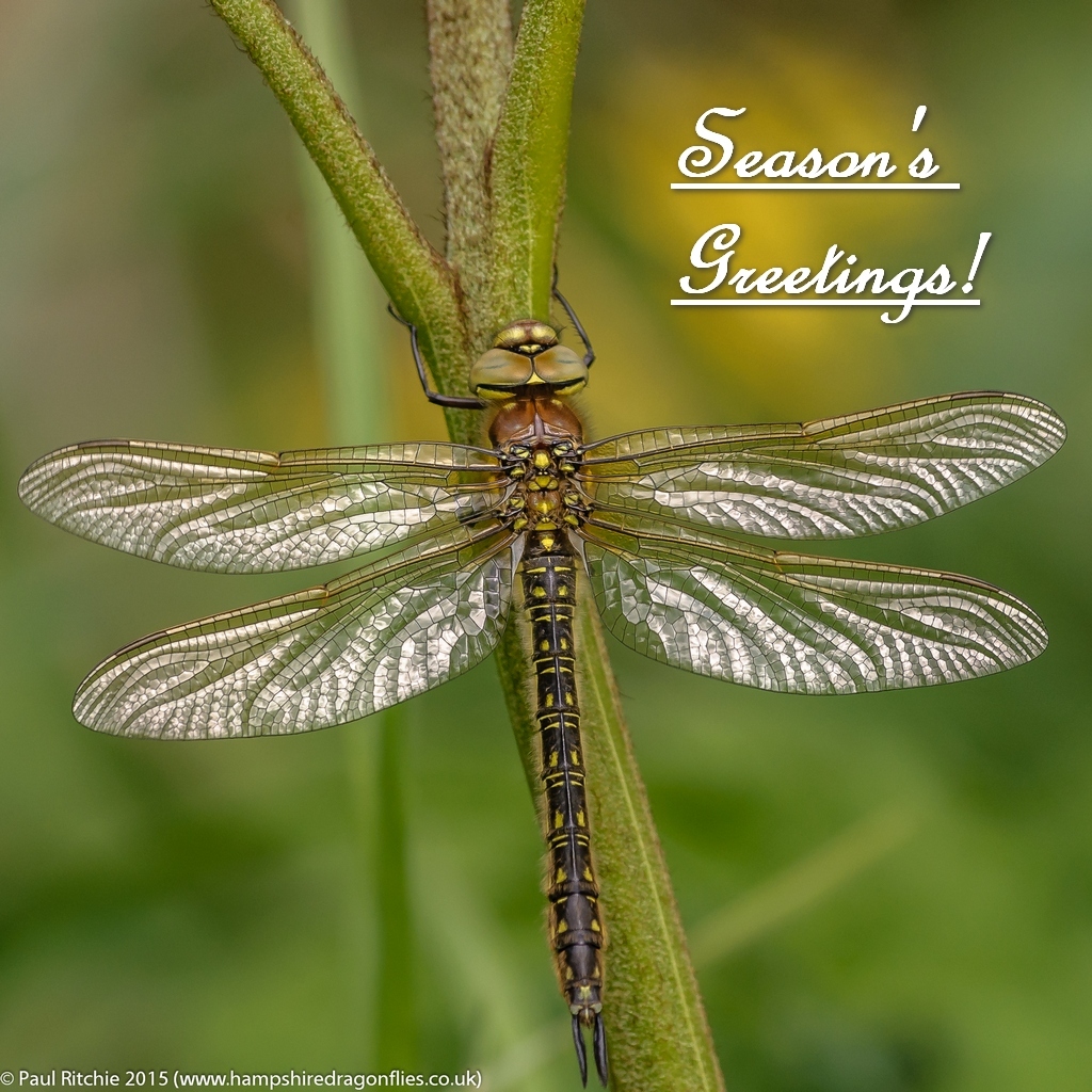 Hairy Dragonfly (Brachytron pratense) - teneral female