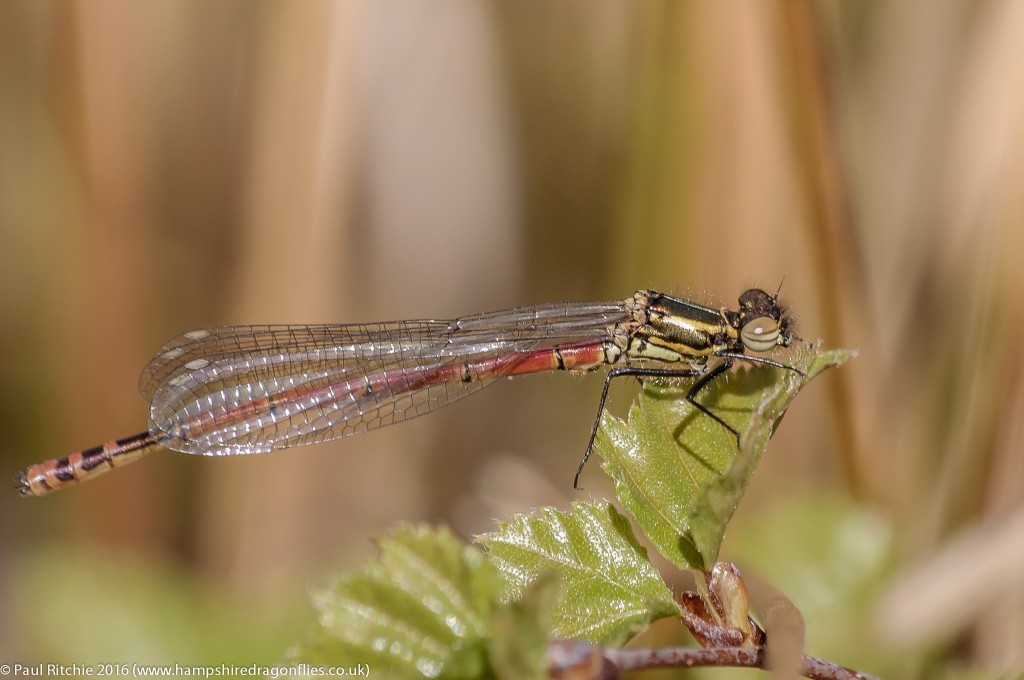 Large Red Damselfly (Pyrrhosoma nymphula) - teneral 