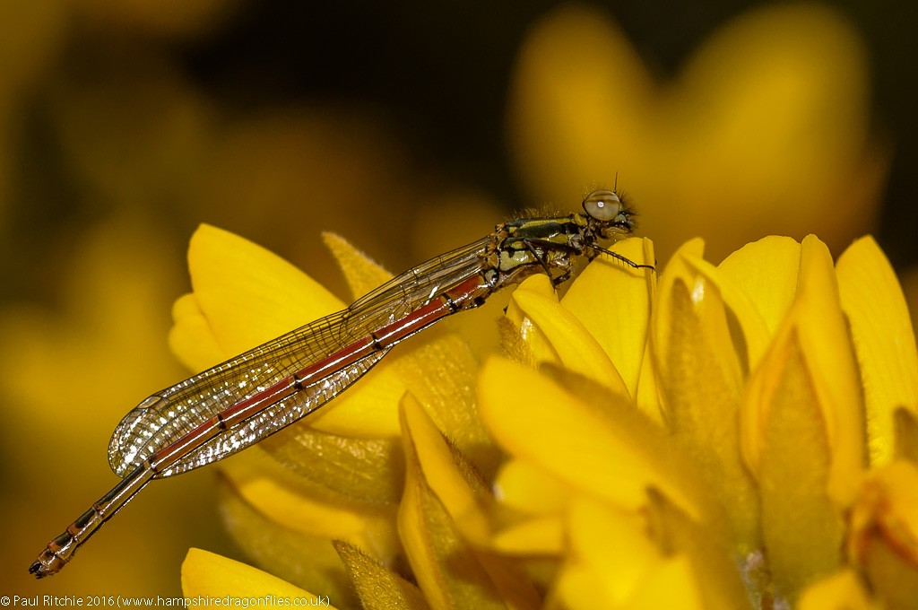 Large Red Damselfly (Pyrrhosoma nymphula) - teneral male