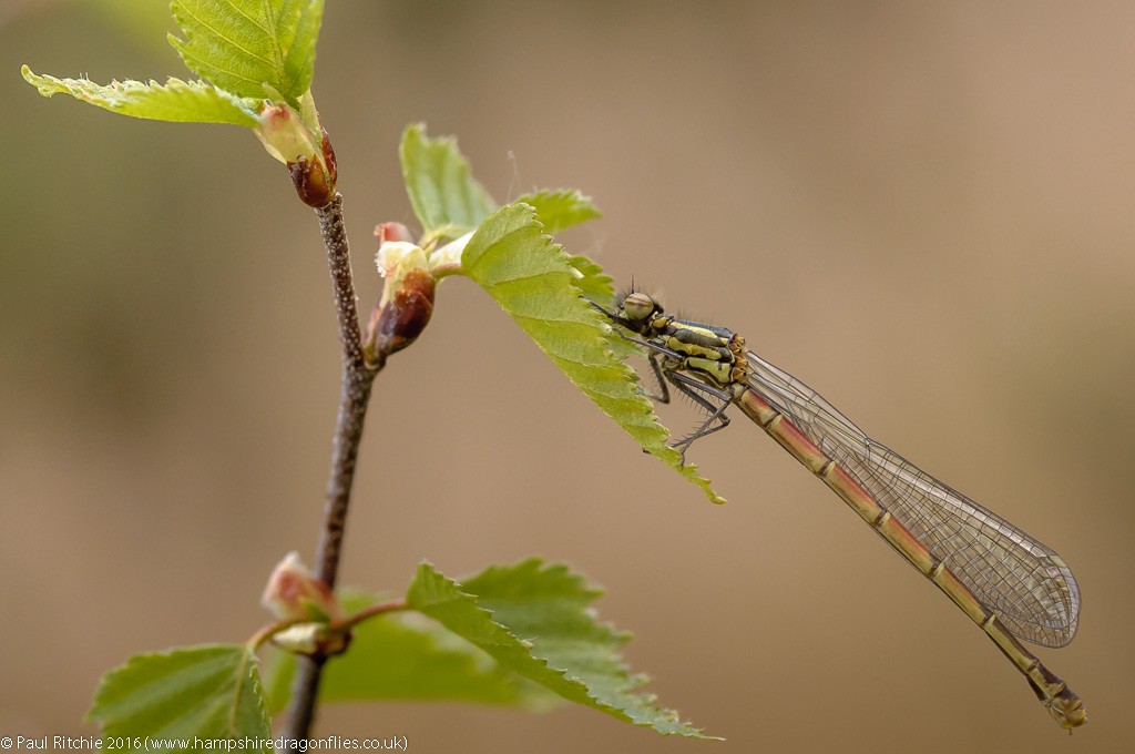 Large Red Damselfly (Pyrrhosoma nymphula) - teneral female