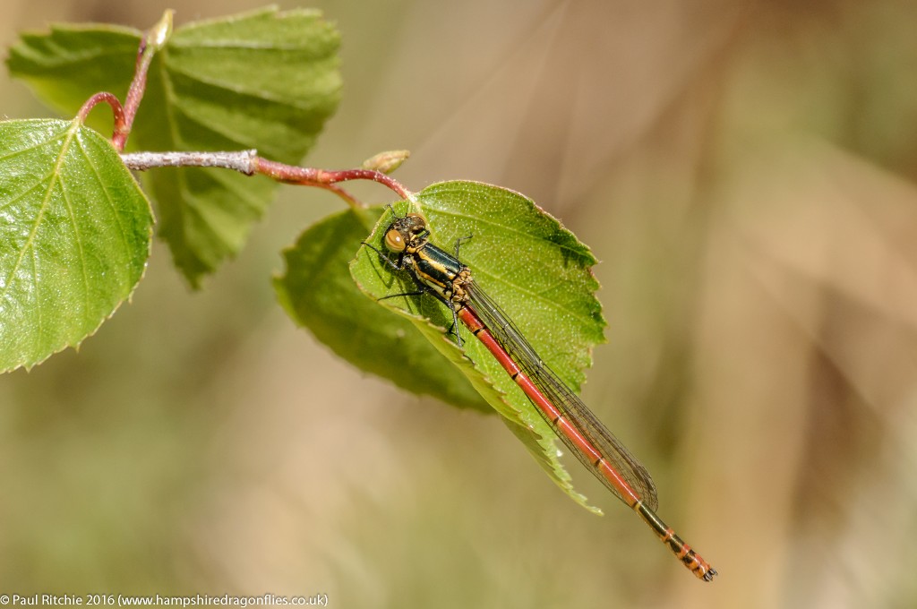 Large Red (Pyrrhosoma nymphula) - male