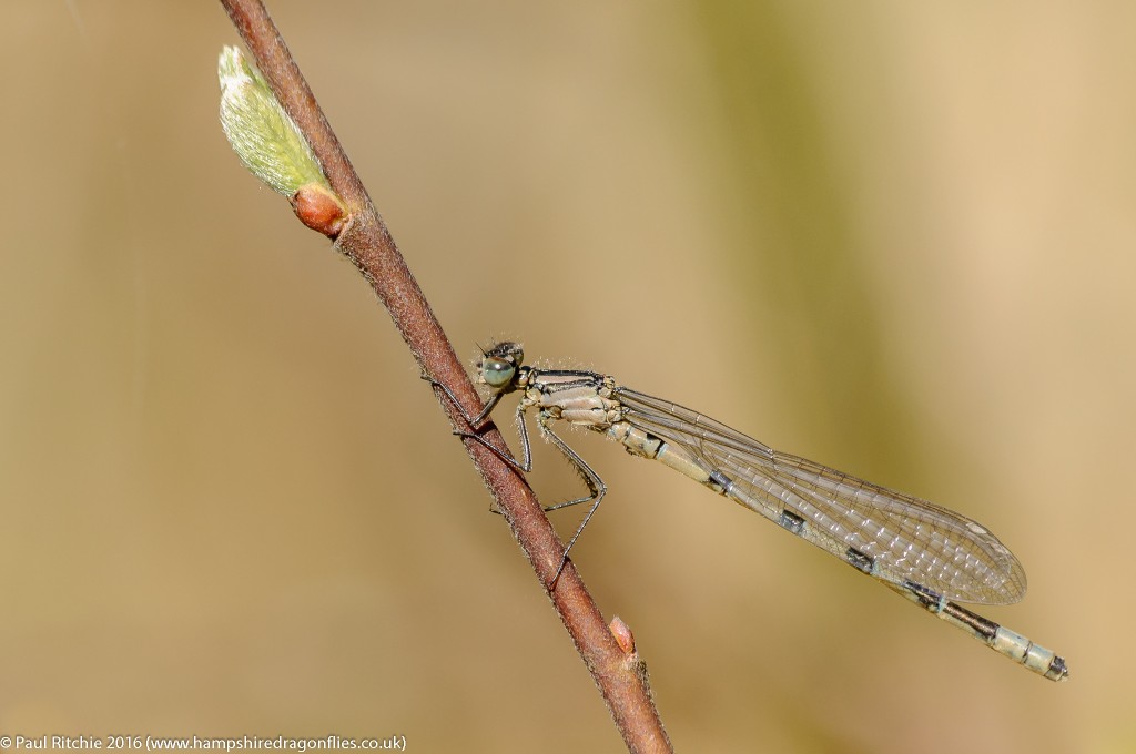 Common Blue ((Enallagma cyathigerum) - immature male