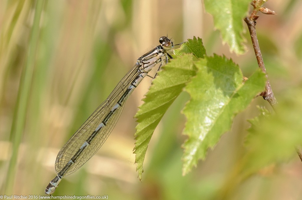 Azure (Coenagrion puella) - immature female