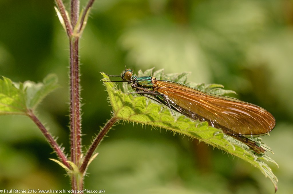 Beautiful Demoiselle (Calopteryx virgo) - immature female