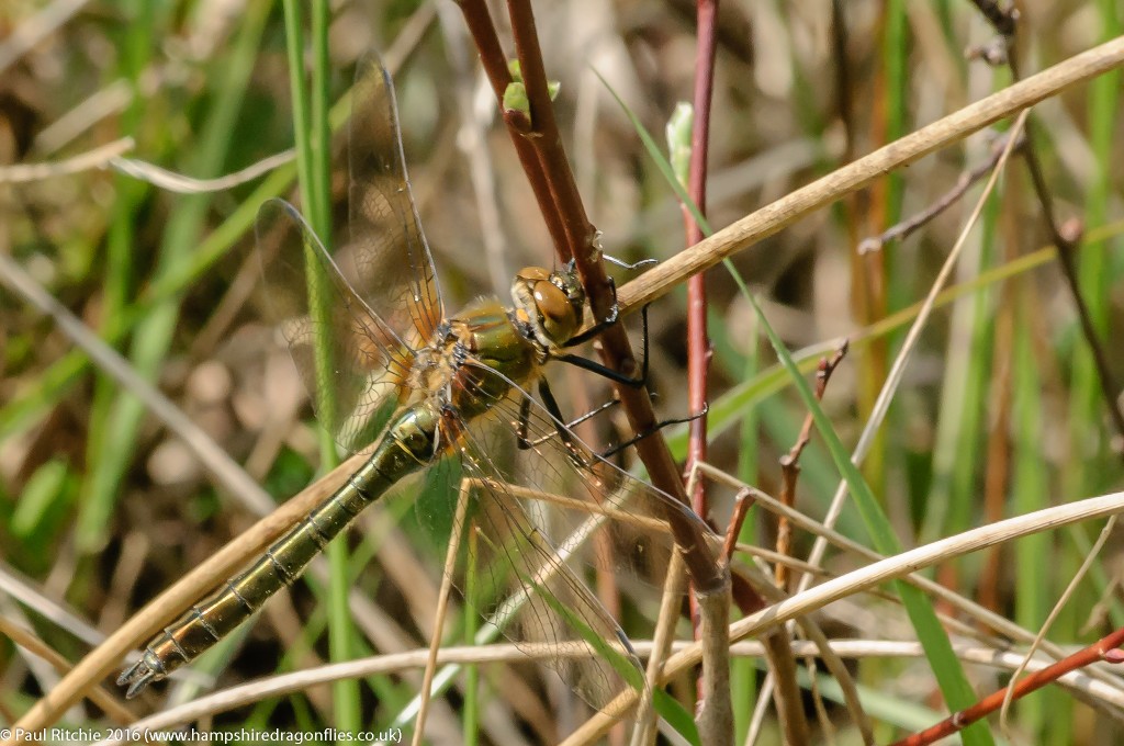 Downy Emerald (Cordulia aenea) - immature female