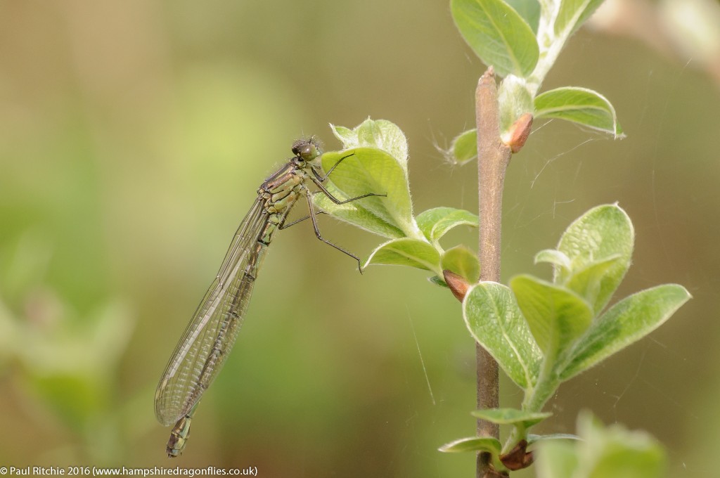 Red-eyed Damselfly (Erythromma najas) - immature female