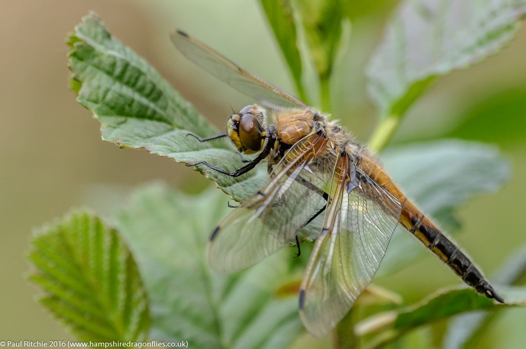 Four-spotted Chaser (Libellula quadrimaculata) - immature male