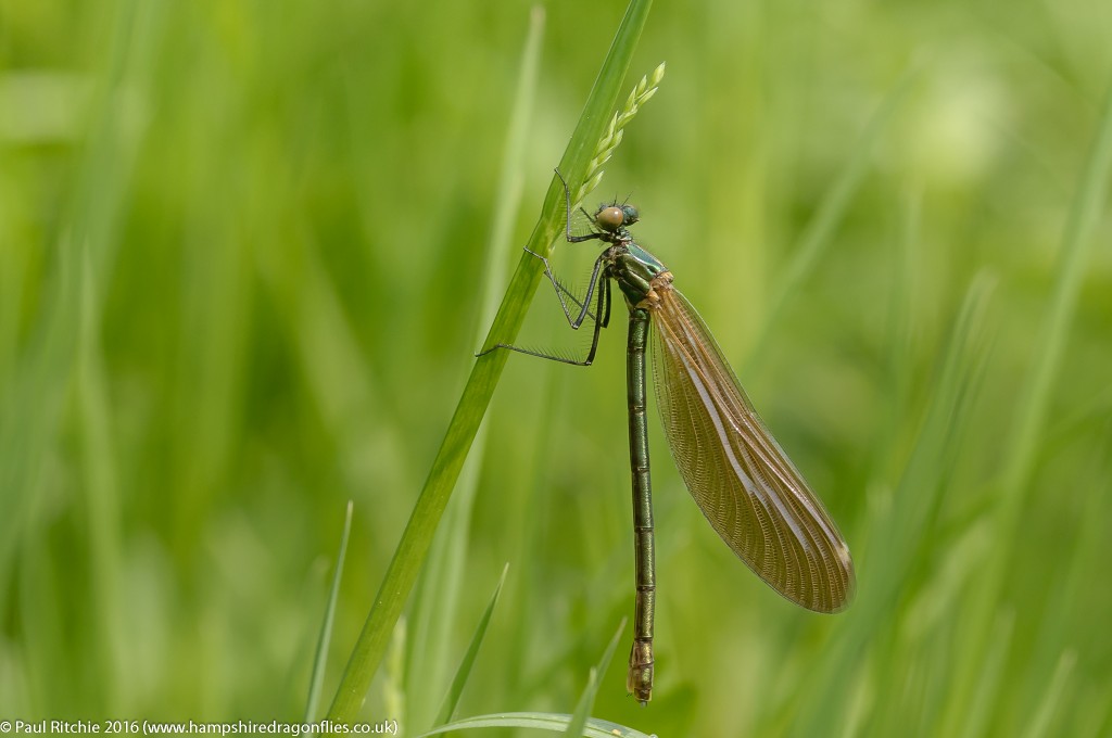 Beautiful Demoiselle (Calopteryx virgo) - teneral female