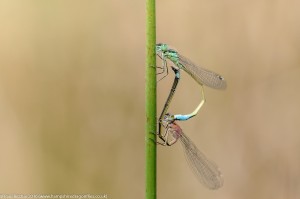 Blue-tailed Damselflies (Ischnura elegans) - pair in cop