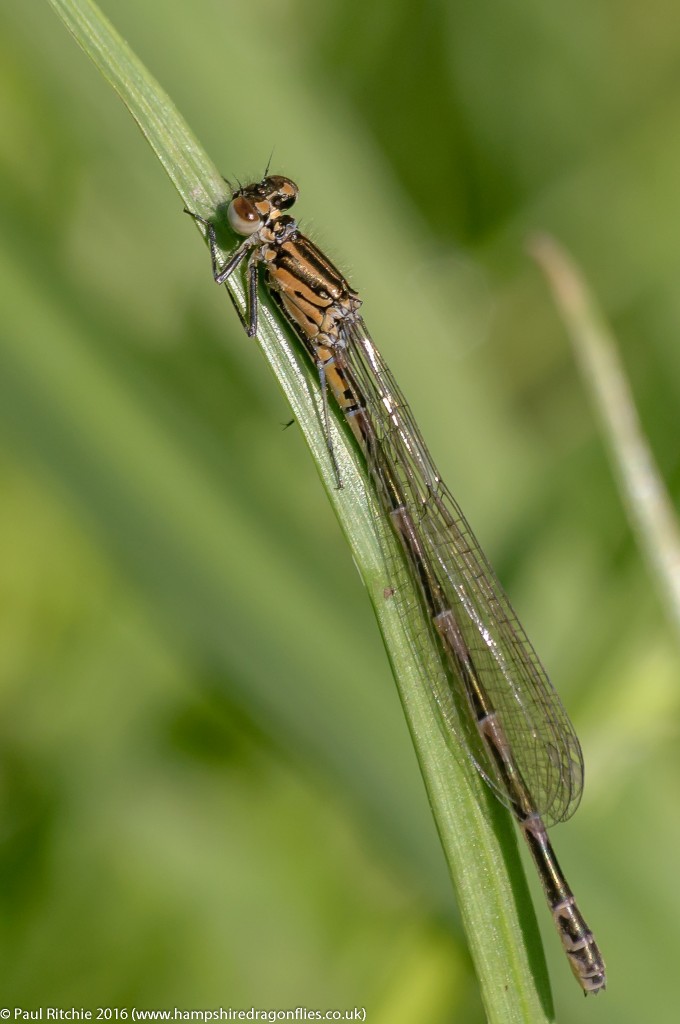 Variable Damselfly (Coenagrion pulchellum) - immature female