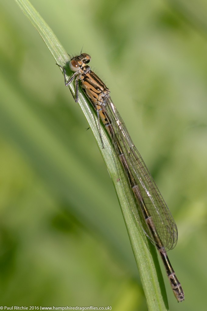 Variable Damselfly (Coenagrion pulchellum) - immature female