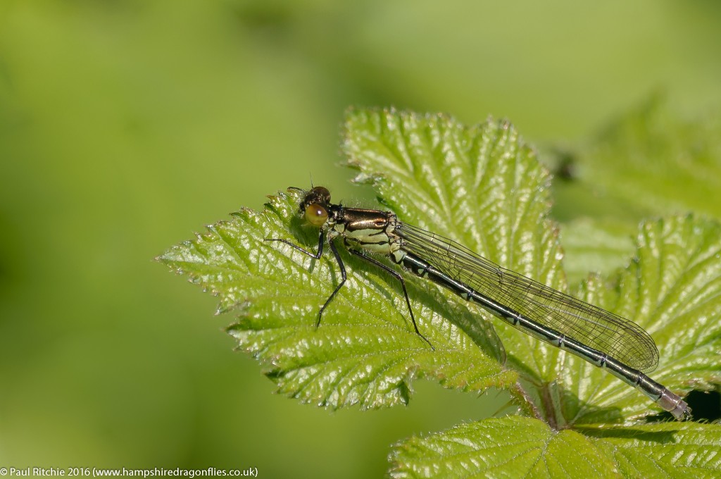 Red-eyed Damselfly (Erythromma najas) - immature male