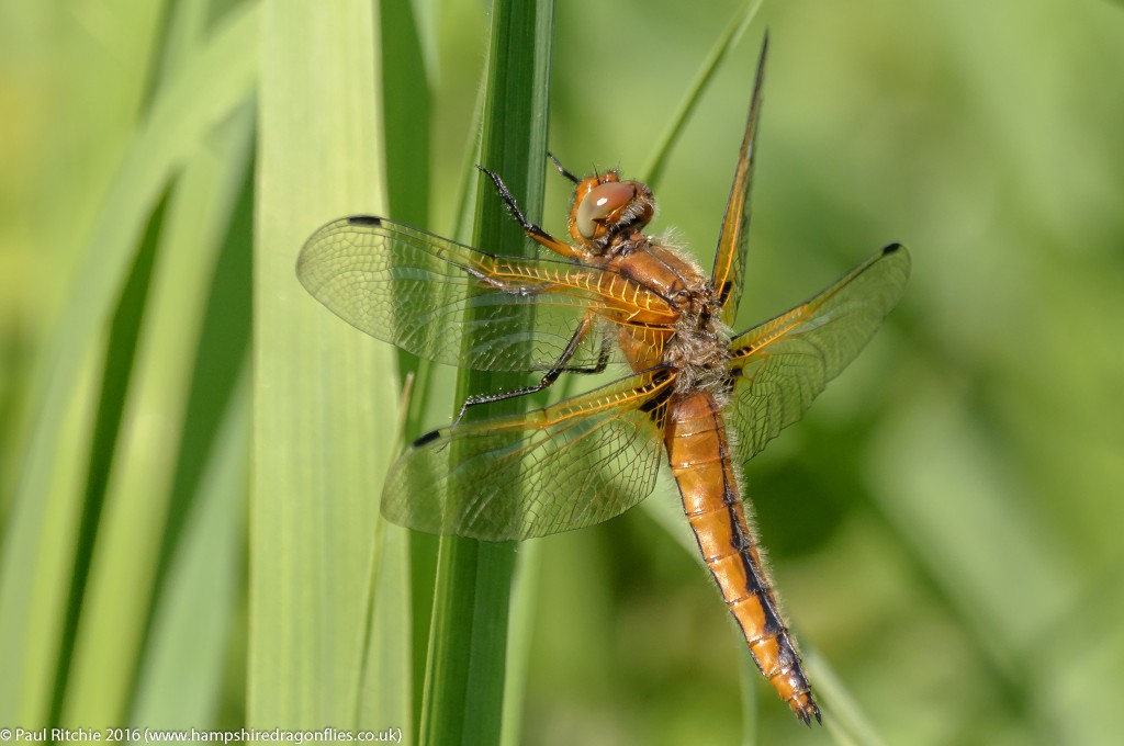 Scarce Chaser (Libellula fulva) - immature female