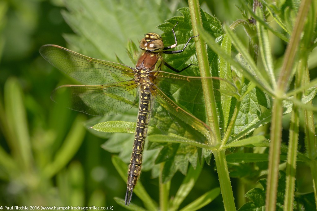 Hairy Dragonfly (Brachytron pratense) - female