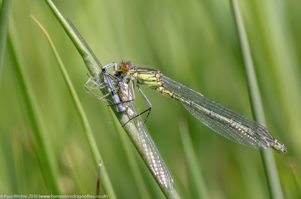 Red-eyed Damselfly (Erythromma najas) - female feeding on an unfortunate Azure