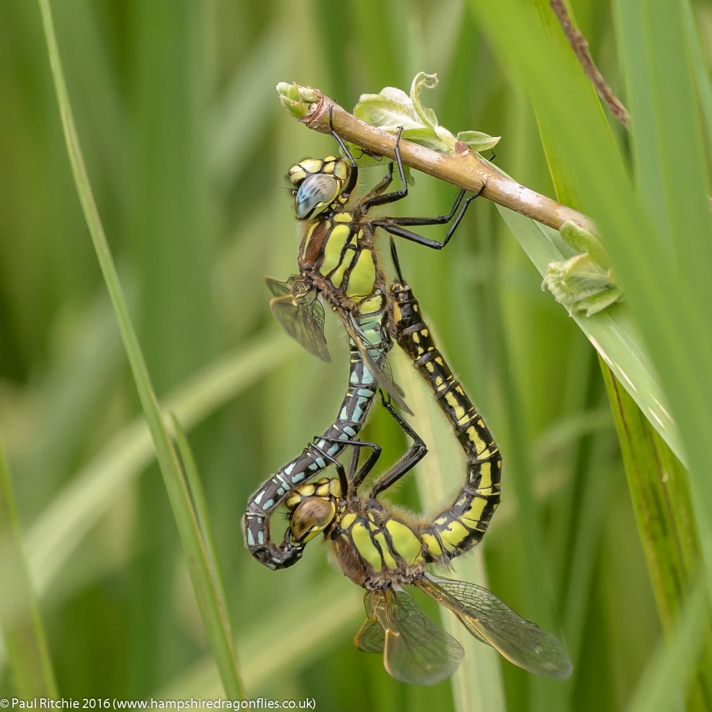 Hairy Dragonflies (Brachytron pratense) - pair in cop