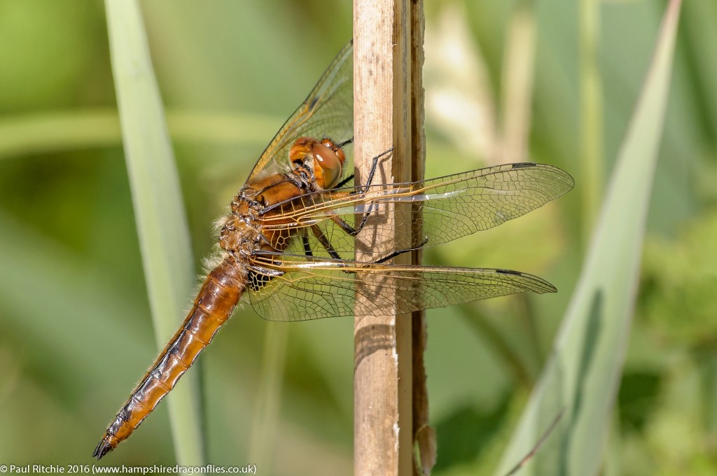 Scarce Chaser (Libellula fulva)_- Immature male