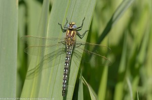Hairy Dragonfly (Brachytron pratense) - male