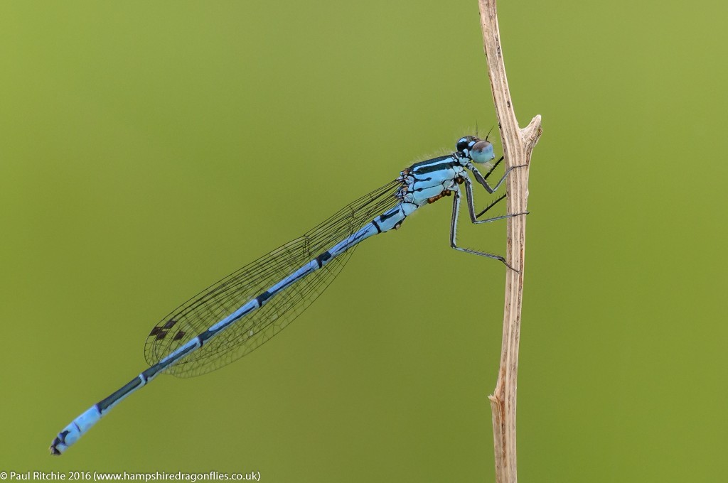 Azure Damselfly (Coenagrion puella) - male