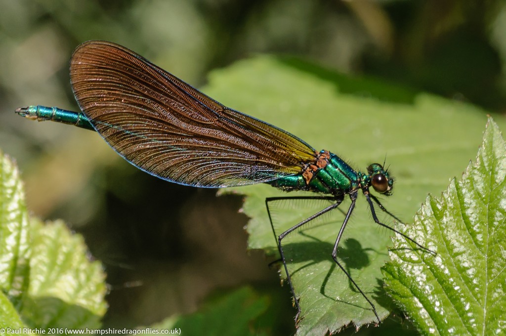 Beautiful Demoiselle (Calopteryx virgo) - male