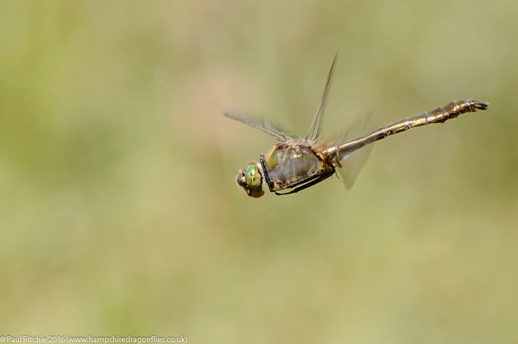 Downy Emerald (Cordulia aenea) - male in-flight