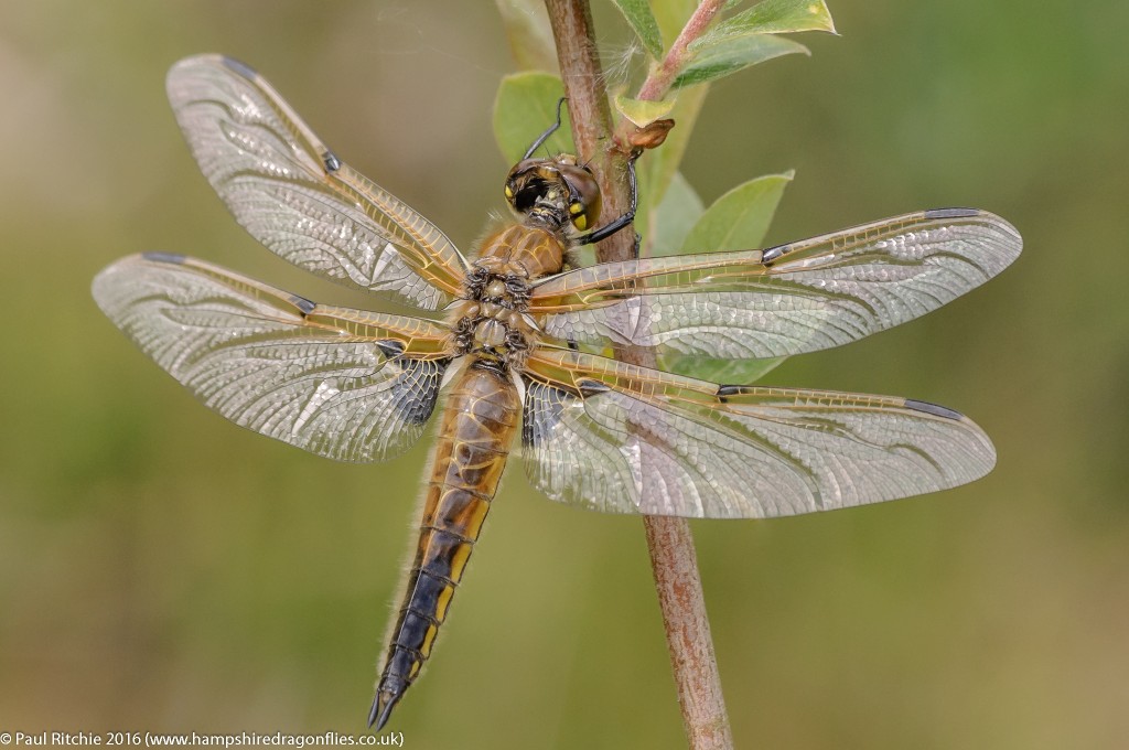 Four-spotted Chaser  (Libellula quadrimaculata) - teneral female)