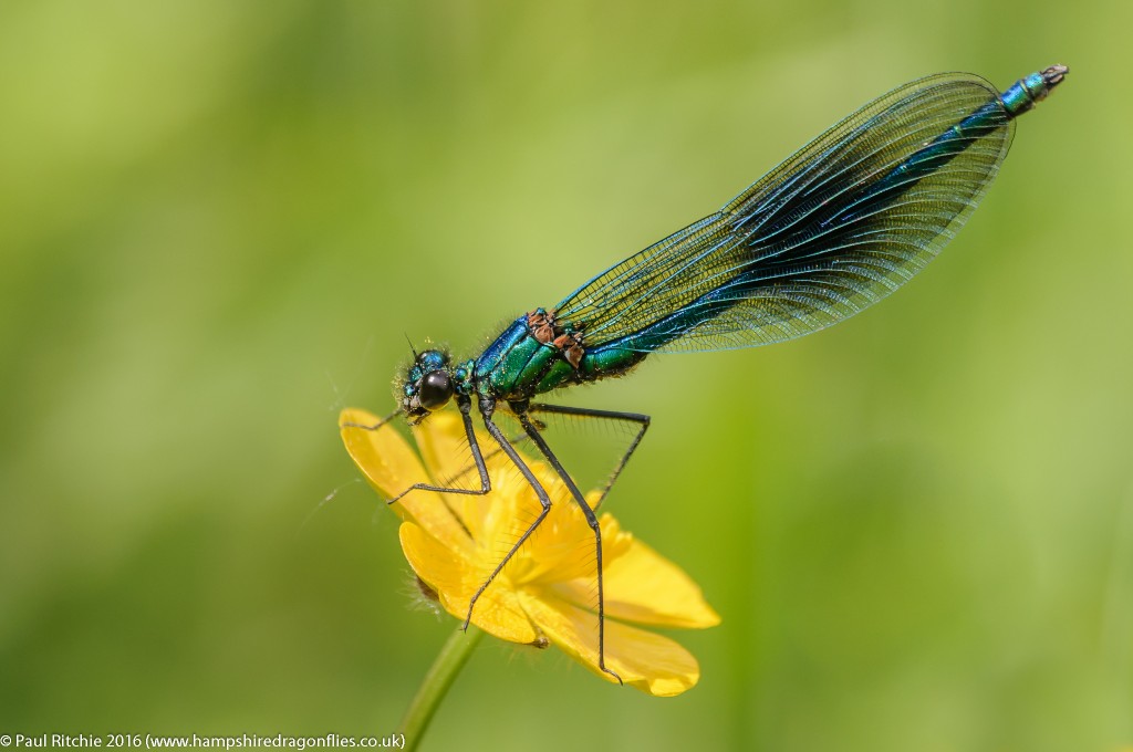 Banded Demoiselle (Calopteryx splendens) - male