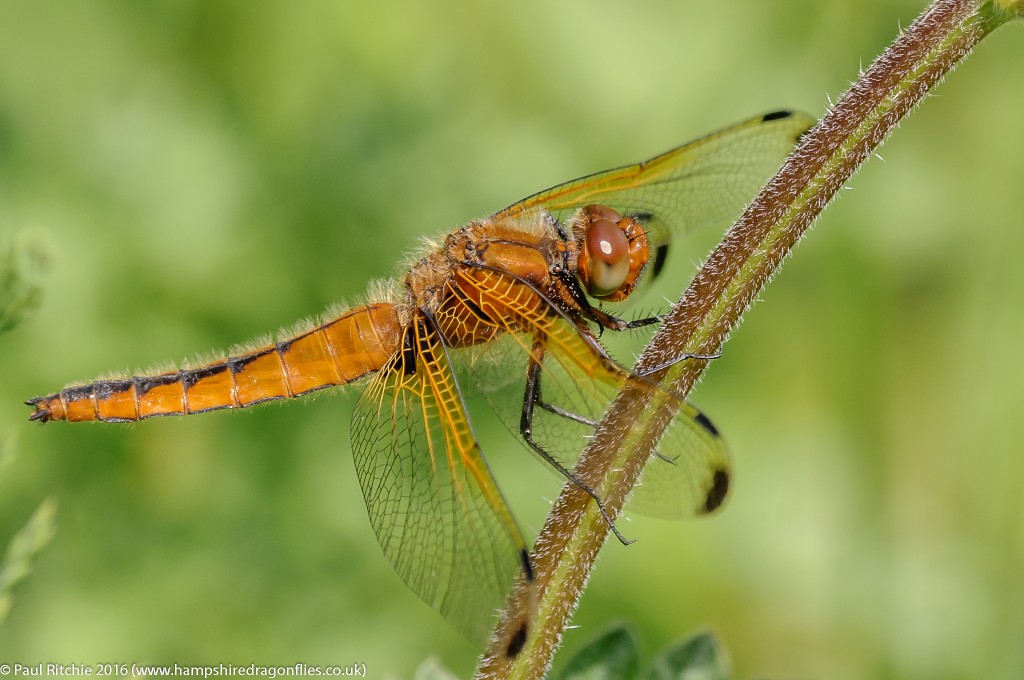 Scarce Chaser (Libellula fulva) - immature female