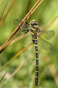 Golden-ringed Dragonfly (Cordulegaster boltonii) - immature male