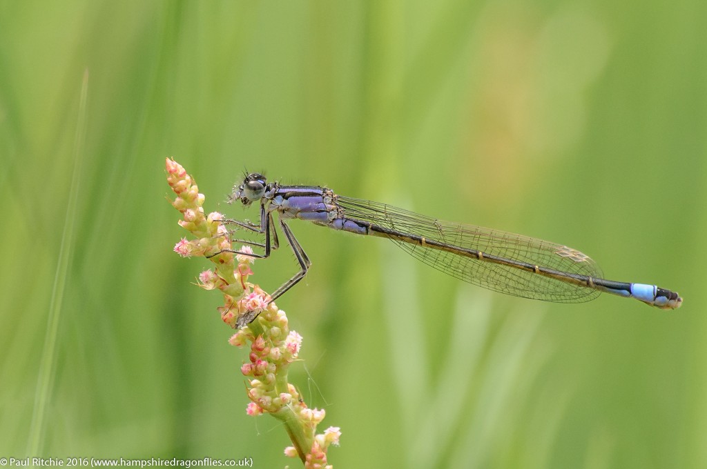 Blue-tailed Damselfly (Ischnura elegans) - immature female violacea form