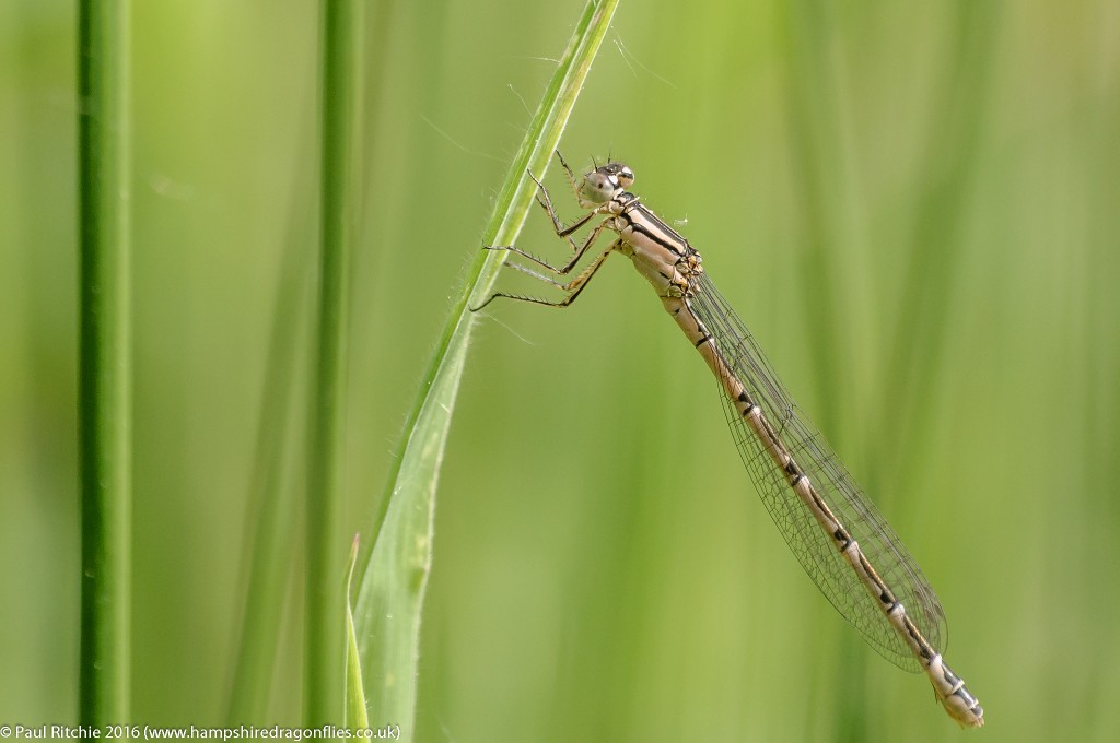 Common Blue Damselfly  (Enallagma cyathigerum) - immature female