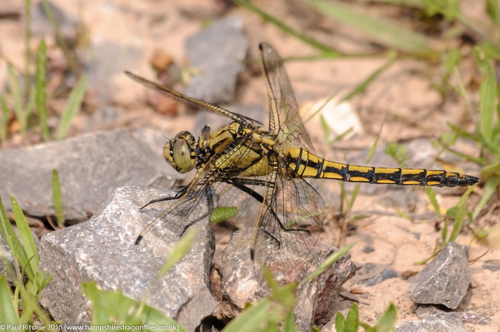 Black-tailed Skimmer (Orthetrum cancellatum) - immature female