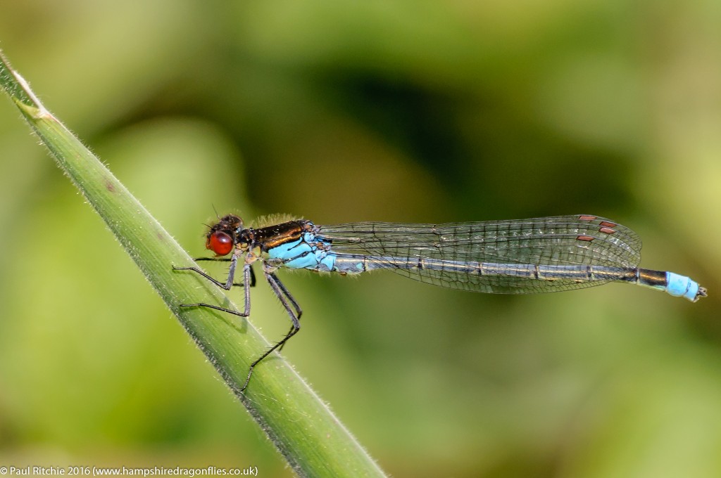 Red-eyed Damselfly (Erythromma najas) - male