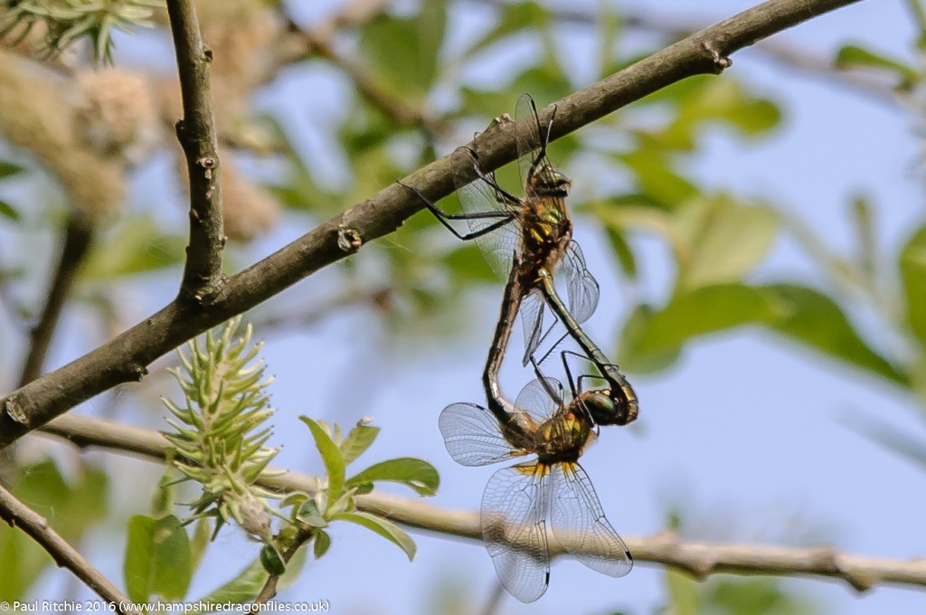 Downy Emerald (Cordulia aenea) - pair in-cop