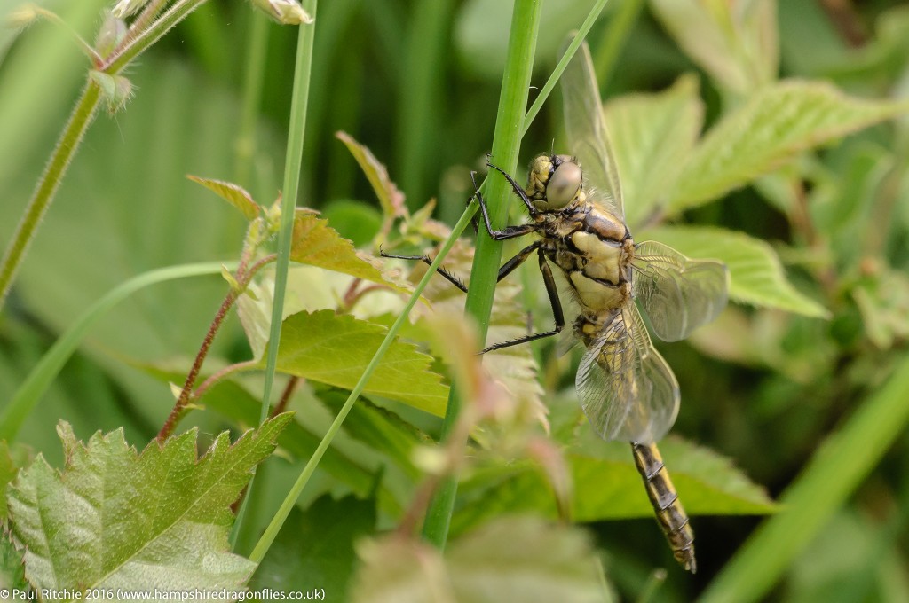 Black-tailed Skimmer (Orthetrum cancellatum) - immature male