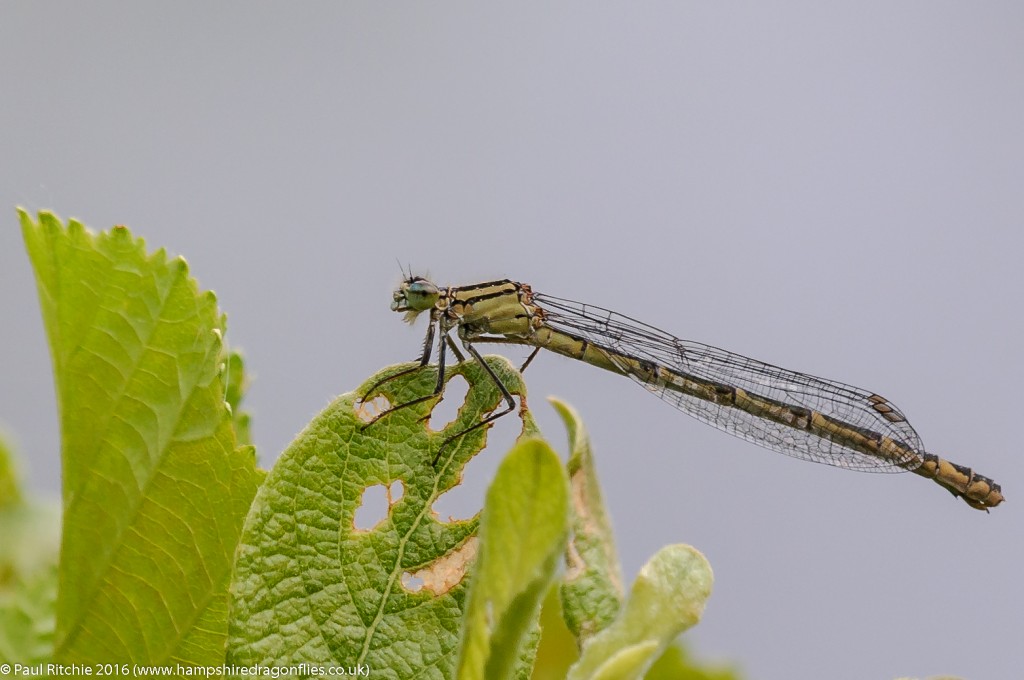 Common Blue Damselfly (Enallagma cyathigerum) - immature female