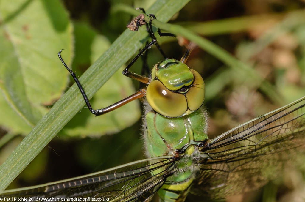 Emperor (Anax imerator) - immature female