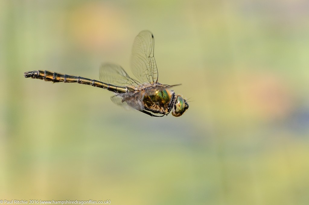 Downy Emerald (Cordulia aenea) - male in-flight