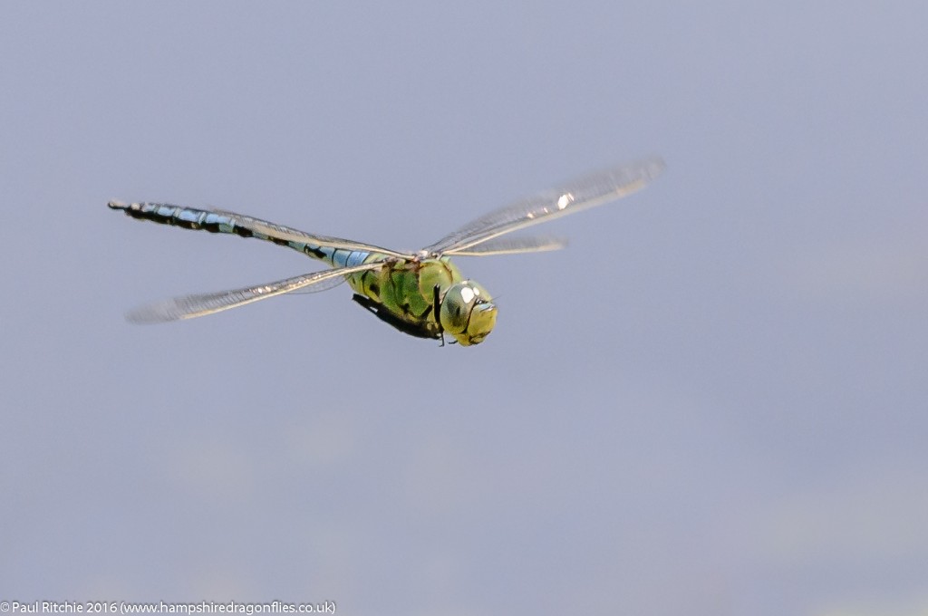 Emperor (Anax imperator) - male in-flight