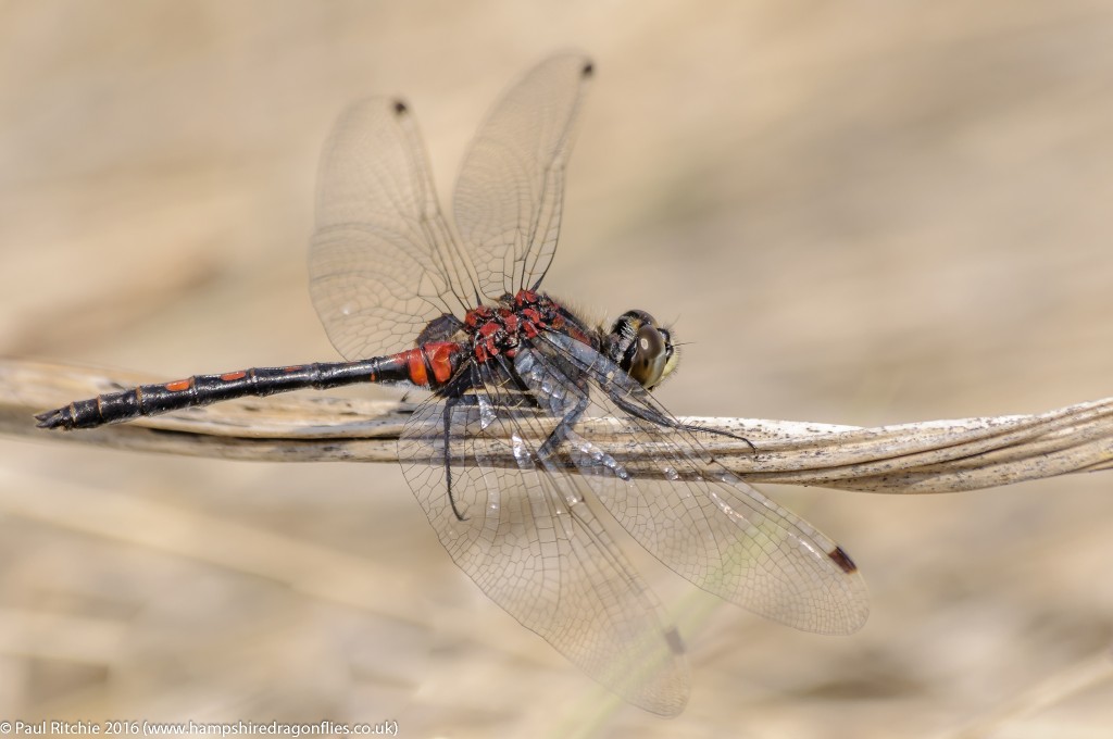 White-faced Darter (Leucorrhinia dubia) – male