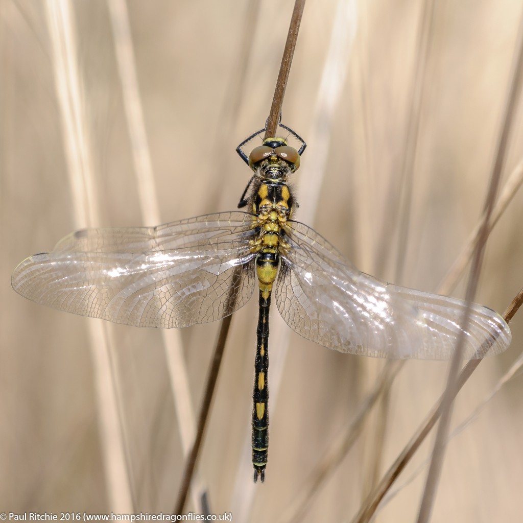 White-faced Darter (Leucorrhinia dubia) – teneral male 