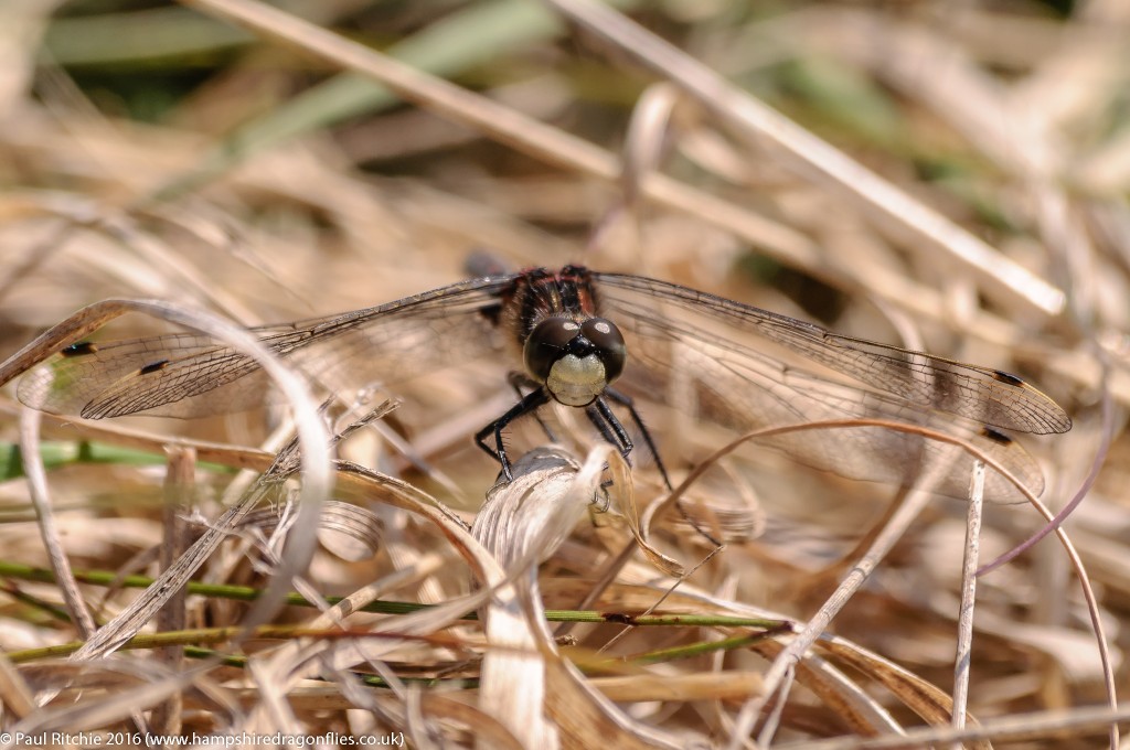 White-faced Darter (Leucorrhinia dubia) - male