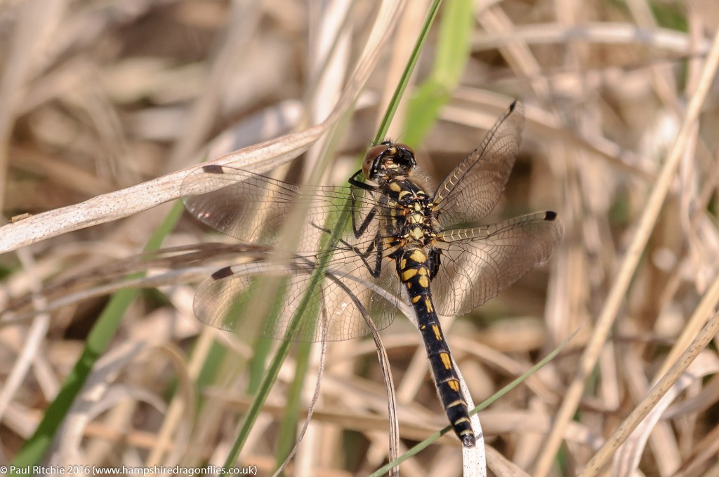 White-faced Darter (Leucorrhinia dubia) - female