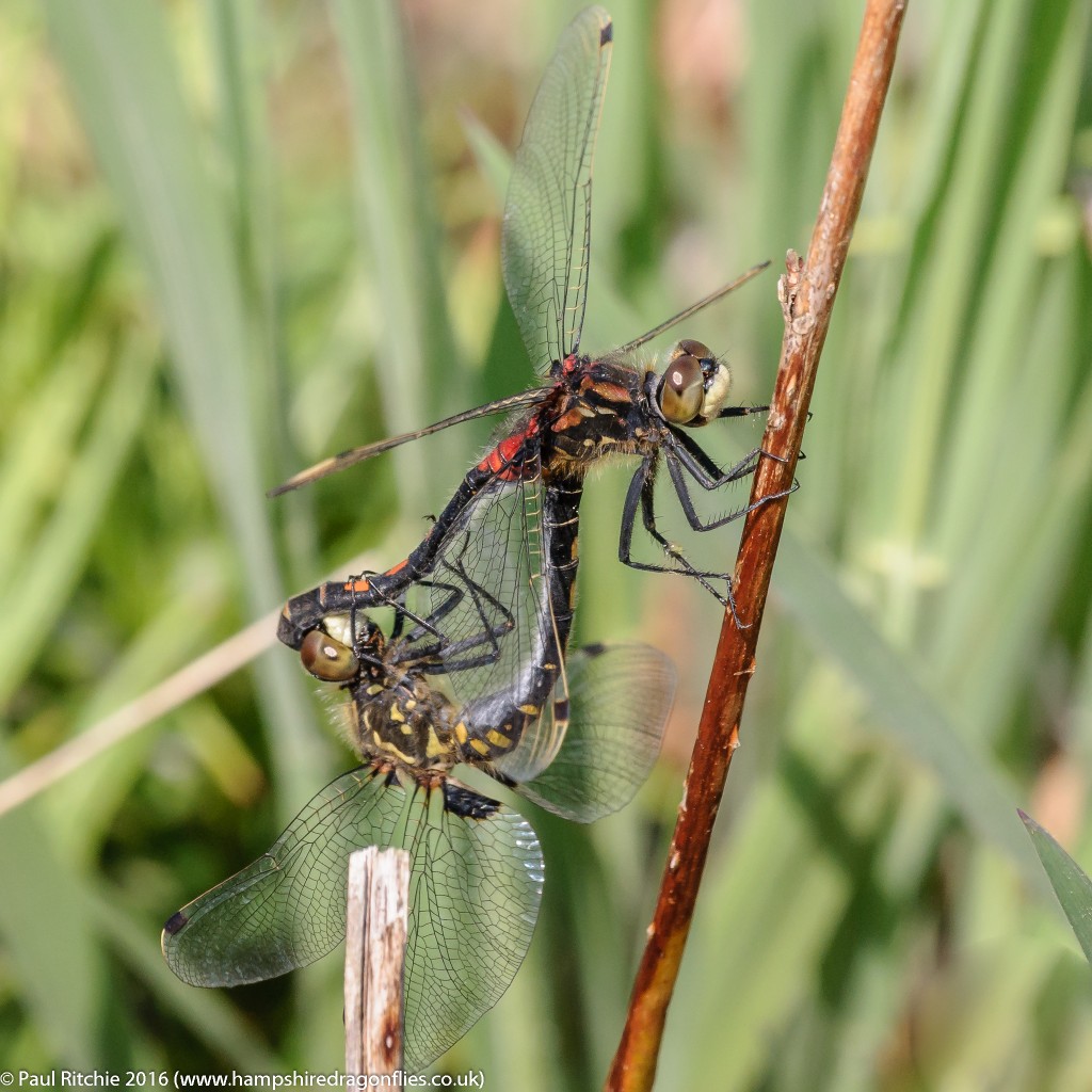 White-faced Darter (Leucorrhinia dubia) - pair in-cop