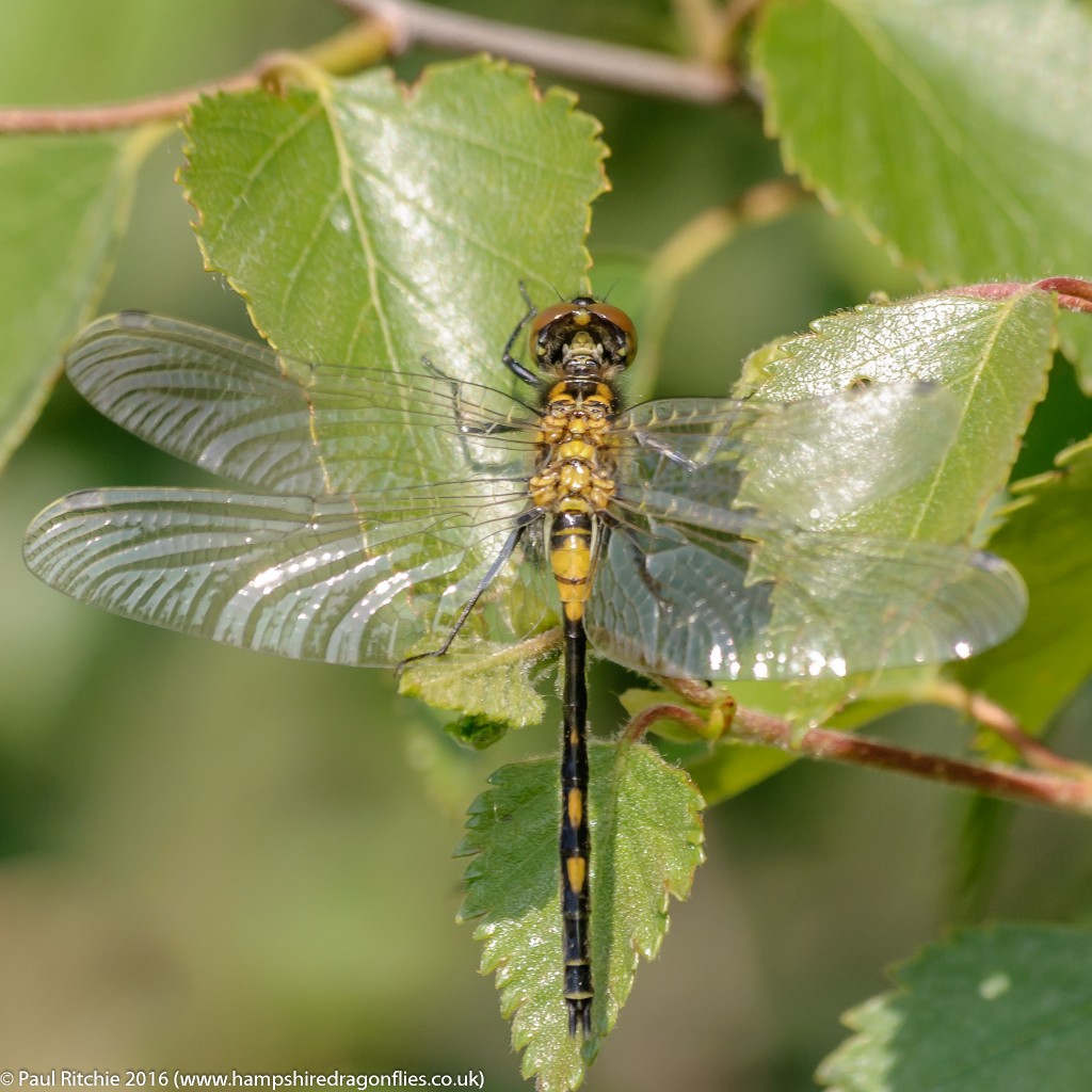 White-faced Darter (Leucorrhinia dubia) - teneral male