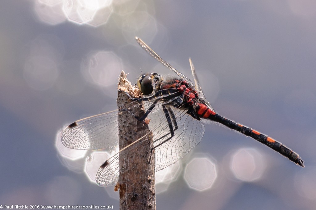 White-faced Darter (Leucorrhinia dubia) - male