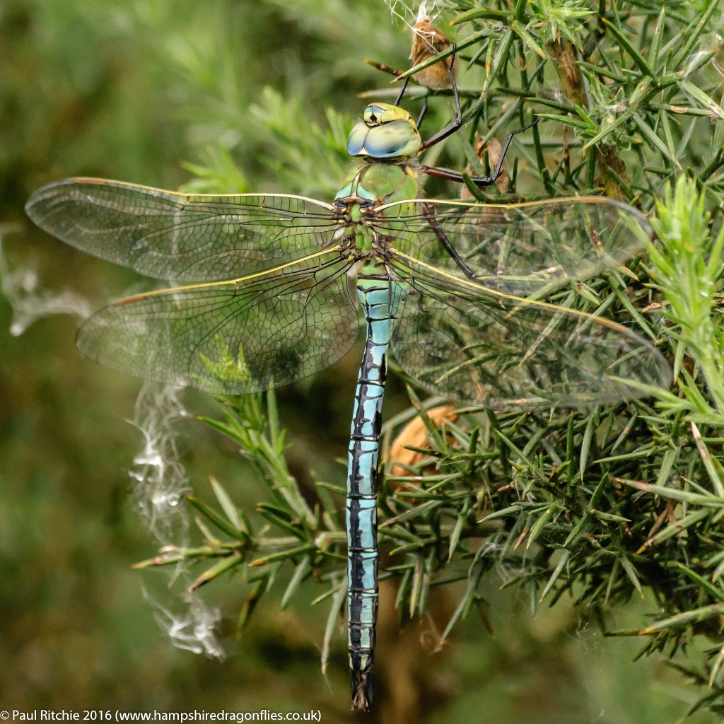 Emperor (Anax Imperator) - male