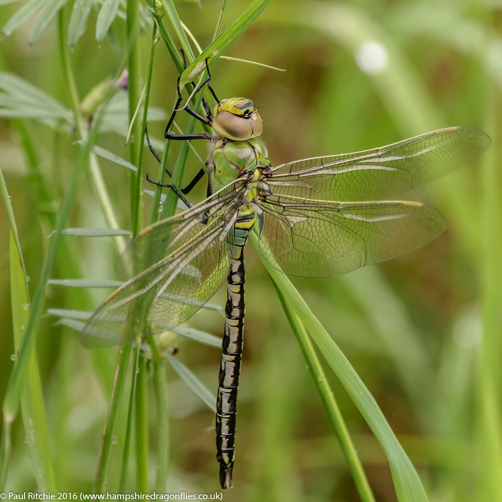 Emperor (Anax imperator) - immature male