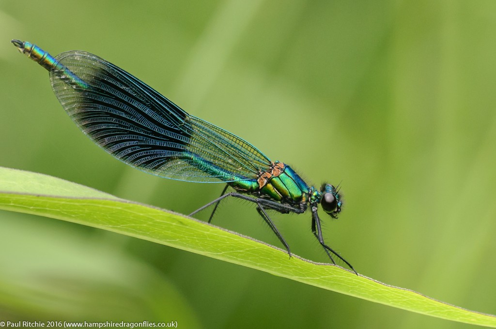 Banded Demoiselle (Calopteryx splendens) - male