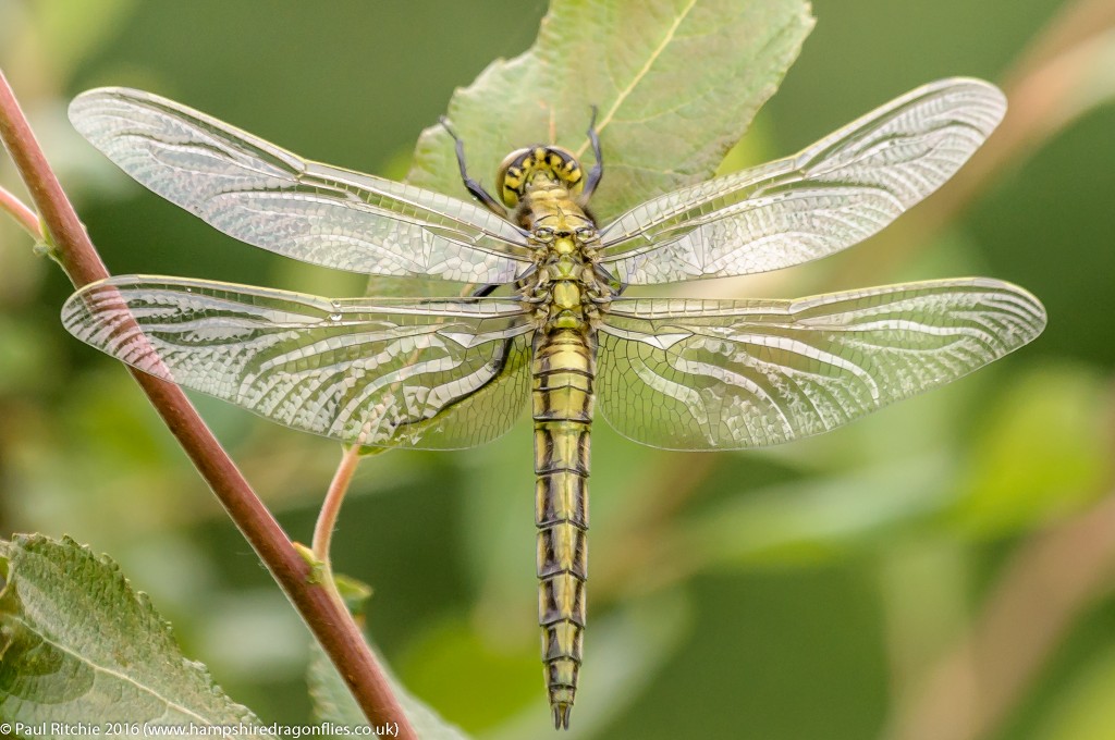 Black-tailed Skimmer (Orthetrum cancellatum) - teneral male